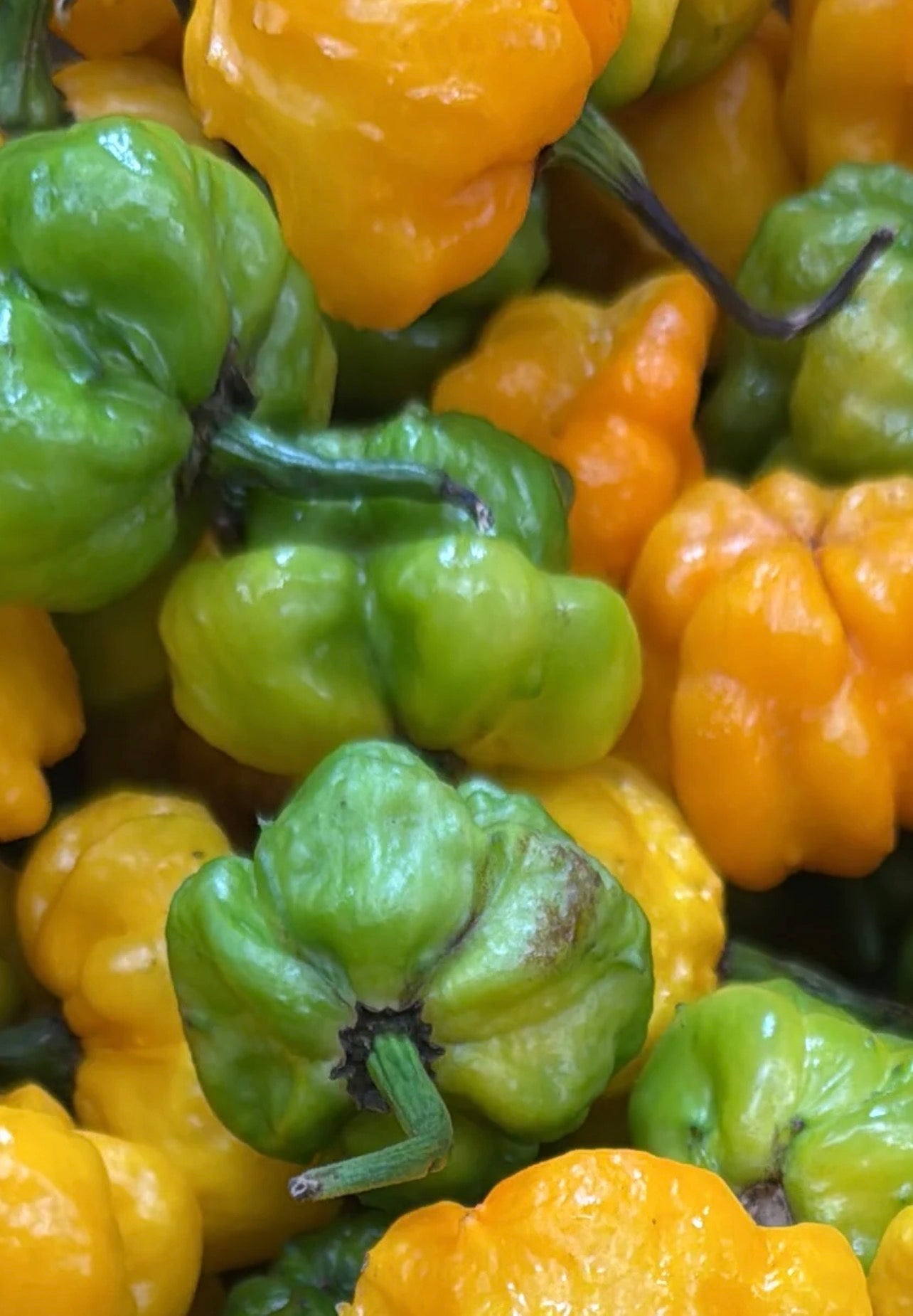 Jamaican Scotch Bonnet Peppers (25CT)